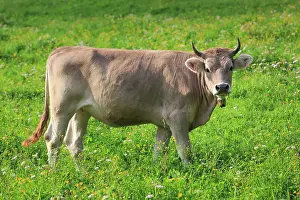 Farmstead: Swiss cow on alp, Switzerland, Europe