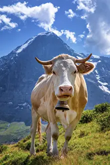 Bern: Swiss cow in the high mountains, Jungfrau region