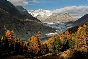 Jungfrau: Swiss stone pine