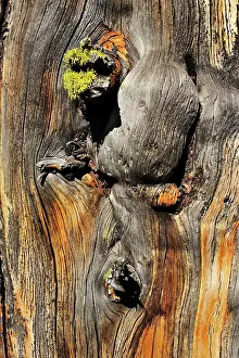 Cembra: Swiss Stone Pine Arolla Pine bark with wolf lichen
