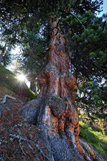 Cembra: Swiss Stone Pine Arolla Pine sunset