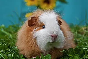 Room: Swiss Teddy Guinea Pig