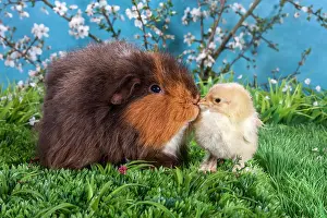 Gallus: Swiss Teddy guinea pig and Brahma chick