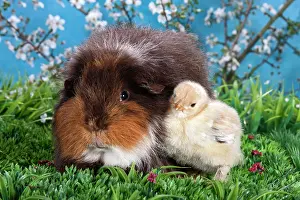 Easter: Swiss Teddy guinea pig and Brahma chick