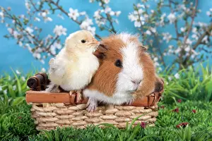 Easter: Swiss Teddy guinea pig and Brahma chick