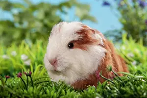 Porcellus: Swiss Teddy Guinea Pig or CH-Teddy, pup, about 3