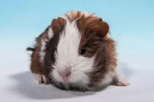 Teddy: Swiss Teddy Guinea Pig or CH-Teddy, pup, about 3