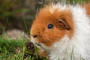 Teddy: Swiss Teddy Guinea Pig, Germany, Europe