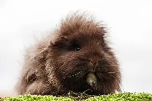 Teddy: Swiss Teddy Guinea Pig, Germany, Europe