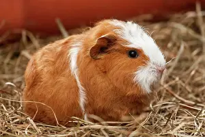 Teddy: Swiss Teddy Guinea Pig, young, about 5 weeks, Germany
