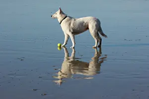 Herding: Swiss white sheedog and reflection at low tide - France