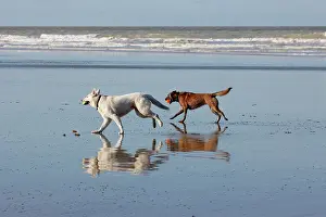 Herding: Swiss white sheepdog running with another dog on the beach