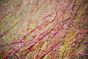 Virgatum: Switch grass, Panicum virgatum Rehbraun, A mass