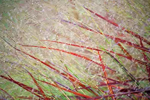 Virgatum: Switch grass, Panicum virgatum Rehbraun, A mass