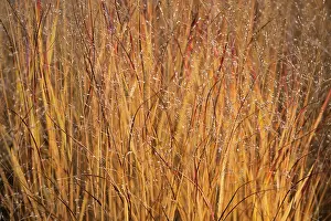 Virgatum: Switch grass, Panicum virgatum Shenandoah, Side