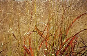 Virgatum: Switchgrass