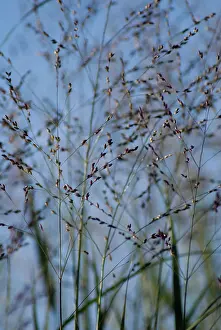 Virgatum: Switchgrass