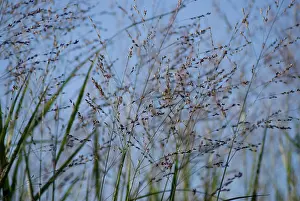 Virgatum: Switchgrass