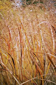 Virgatum: Switchgrass