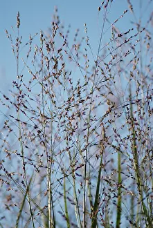 Heavy: Switchgrass