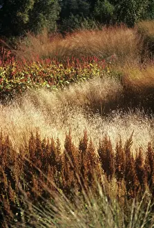 Crazy: Switchgrass