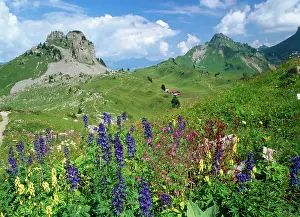 Campion: Switzerland - alpine flowers (Delphinium Elatum