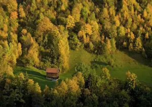 Birches: Switzerland - Autumn in the swiss alps. Old barn