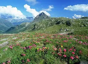 Bernina: SWITZERLAND - Bernina Pass, mass of flowers including