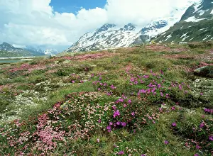 Bernina: SWITZERLAND, the Bernina Pass - with Trailing Azalea