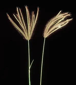 Barbata: Swollen finger grass