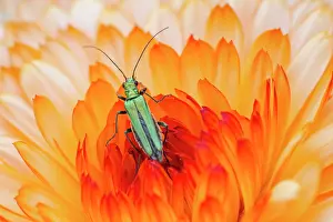 Calendula: Swollen-thighed Beetle - female on Calendula flower