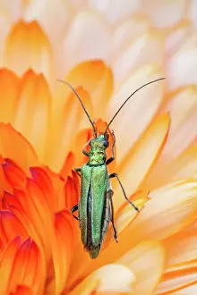 Calendula: Swollen-thighed Beetle - female on Calendula flower