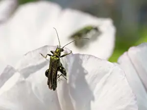 Thighed: Swollen Thighed Beetle - UK