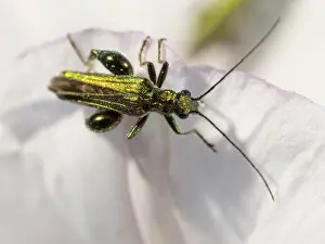 Thighed: Swollen Thighed Beetle - UK