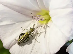 Thighed: Swollen Thighed Beetle - UK