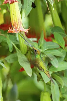 Sword: Sword-billed Hummingbird