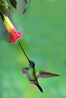 Sword: Sword-billed Hummingbird