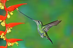 Sword: Sword-billed Hummingbird
