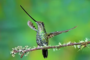 Sword: Sword-billed Hummingbird