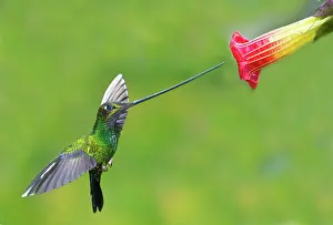 Sword: Sword-billed Hummingbird