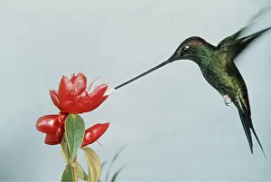 Sword: Sword-billed HUMMINGBIRD