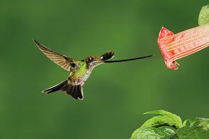 Sword: Sword-billed Hummingbird (Ensifera ensifera), female