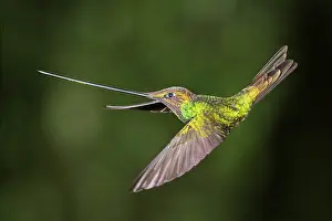 Sword: Sword-billed hummingbird (Ensifera ensifera) in
