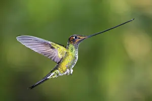Sword: Sword-billed hummingbird (Ensifera ensifera) in