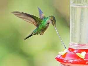 Feeder: Sword-billed Hummingbird - at feeder Ensifera en
