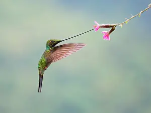 Sword: Sword-billed Hummingbird - feeding at flower Ens