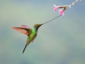 Sword: Sword-billed Hummingbird - feeding at flower Ens