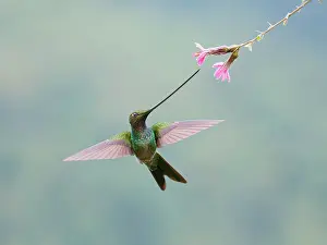Sword: Sword-billed Hummingbird - feeding at flower Ens