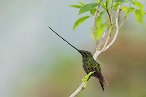Sword: Sword-billed hummingbird resting in the cloud forest
