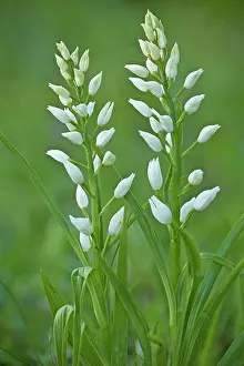 Sword: Sword-leaved Helleborine in flower